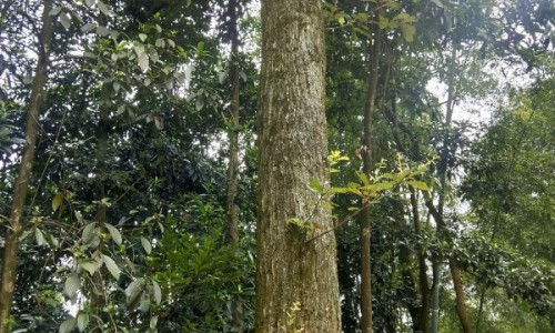 儿童接种了卡介苗得肺结核的概率-权威卡介苗接种后结核菌素阳性反应平台,分享专业结核菌素试验中打过卡介苗的孩子呈阳性的多不多知识_宝宝感染结核菌卡介苗网